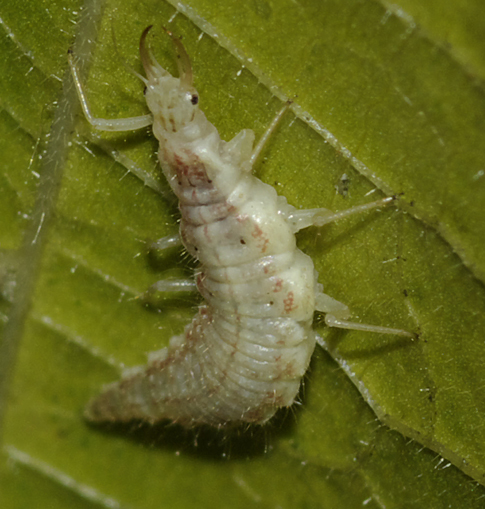 Larva [Nineta flava - Crisopide]